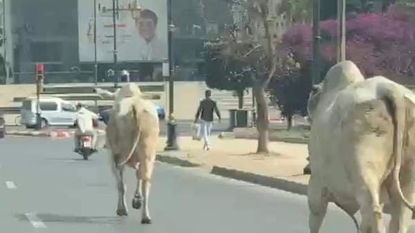 فرت من ذبحها.. شاهد أبقاراً من البرازيل تتجول في الرباط