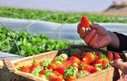 وفرة معروض الفراولة يهوي بالأسعار مع اقتراب نهاية الموسم