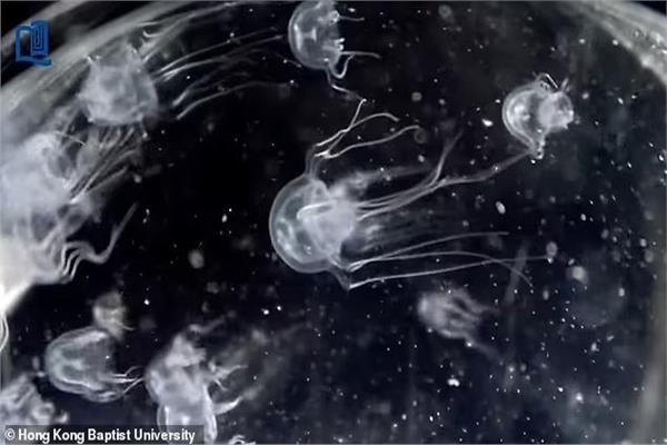 اكتشاف مخلوق غامض بـ 24 عين لأول مرة في بحيرة هونج كونج