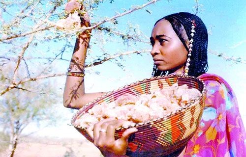 جهود سودانية لمنع انحسار حزام الصمغ العربي