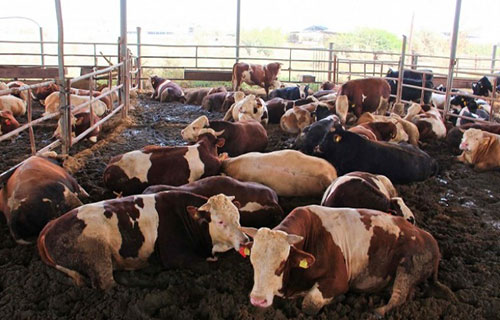 نشاط في مزارع الماشية استعداداً لموسم الأضاحي