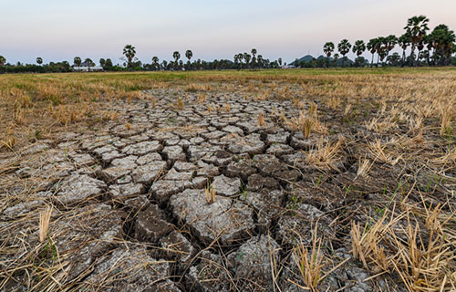 الجفاف يدفع المزارعين لحصاد القمح قبل الأوان ويفاقم الضائقة المالية