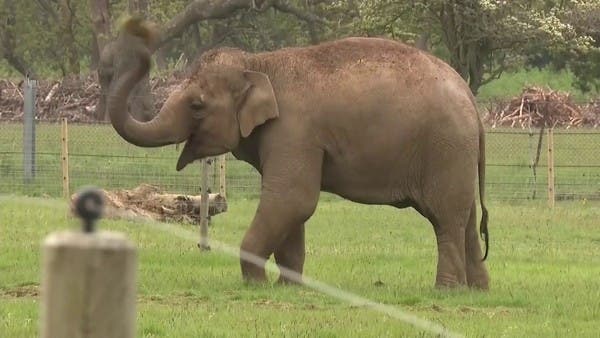 28 % من الحياة على الأرض مهددة بالانقراض