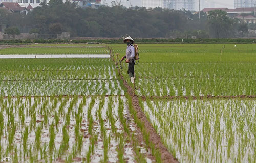 فيتنام تسعى لخفض صادرات الأرز السنوية 44% بحلول 2030