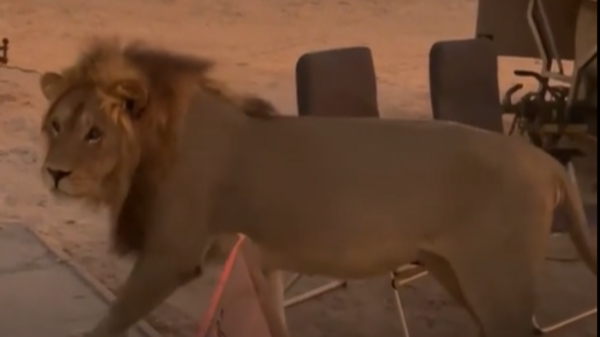 فاجأهم أسد.. شاهد ردة فعل سياح بمحمية في بوتسوانا