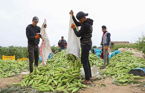 وفرة في الإنتاج وتوسع في الاستخدام