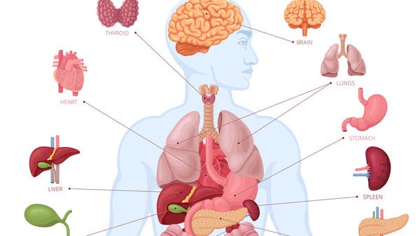 ما هي أثقل أعضاء جسم الإنسان؟.. الإجابة ستفاجئك