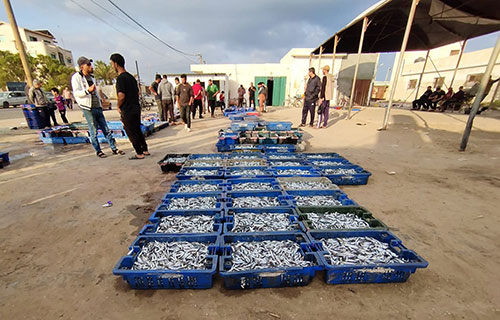 موسم صيد وفير لأسماك السردين