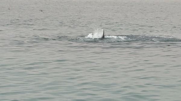 بثوان رأى ابنه يمزق تحت أنيابه.. والد الروسي ضحية القرش يروي