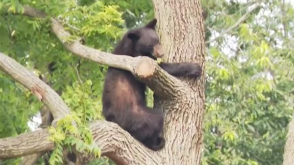 لن تصدق ما ستراه.. دب يتبختر قرب الكابيتول والبيت الأبيض!