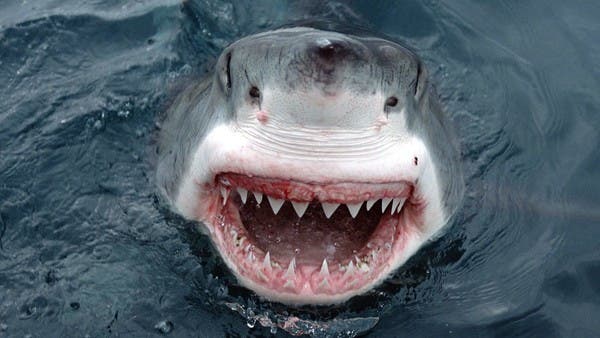 مئات القتلى.. تعرف على أعنف هجمات القرش بالتاريخ