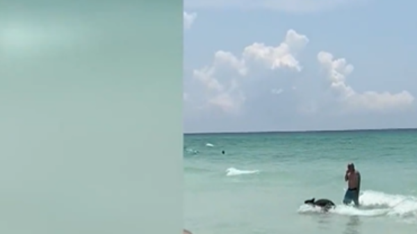 سبح بين البشر وأذهلهم.. شاهد دباً يستمتع بوقته على الشاطئ