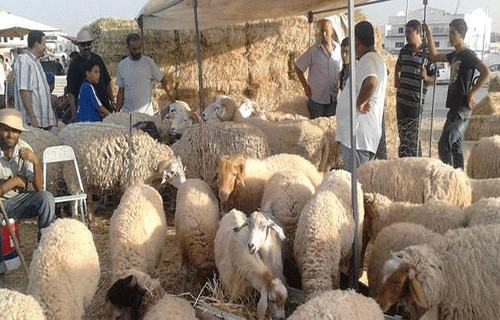 ارتفاع أسعار المواشي يضرب موسم الاضاحي في القطاع