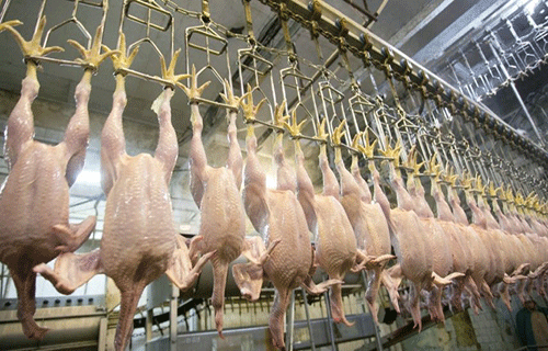 ارتفاع ملحوظ لأسعار الدواجن وتوقعات بكساد خلال فترة العيد