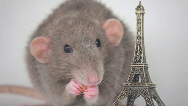 بعدما طالب سكان باريس بالتعايش مع الجرذان.. رئيس بلدية باريس يثير موجة جدل واسعة