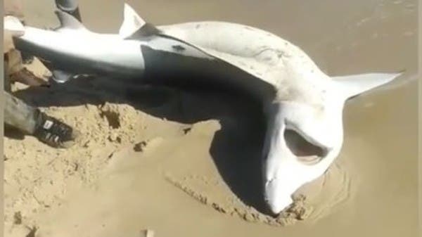 فيديو لسمكة قرش أخرى على الشاطئ يثير الرعب.. أين ظهرت؟