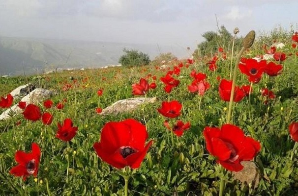 أجواء صافية وارتفاع على درجات الحرارة-الحياة الجديدة
