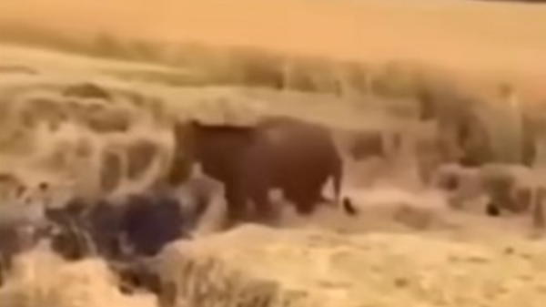 حيوان غريب يظهر بفيديو بين سوريا والعراق.. حاصدا ملايين المشاهدات