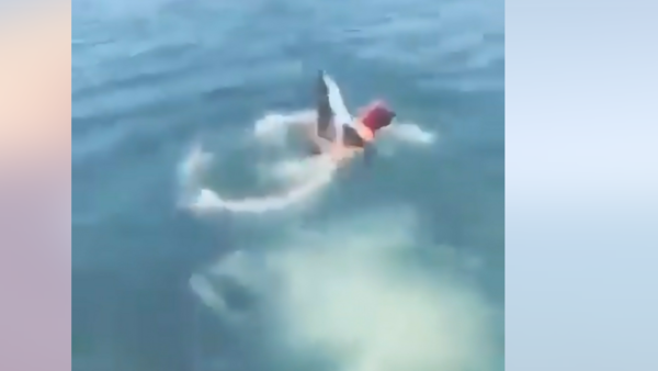 فيديو منتشر لصياد مصري شجاع يصارع القرش ملتهم السائح الروسي