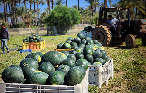وفرة الإنتاج في موسم البطيخ تصطدم بصعوبات التسويق وانخفاض الأسعار