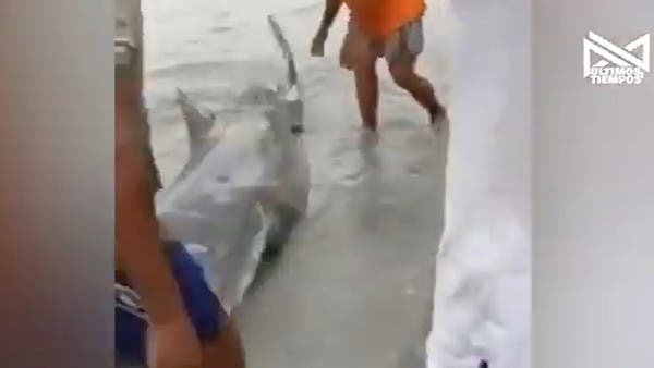 فيديو لقرش حي جنح للشاطئ.. يجتاح مواقع التواصل