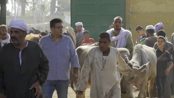 لماذا تراجع بيع الأضاحي في مصر هذا العام؟