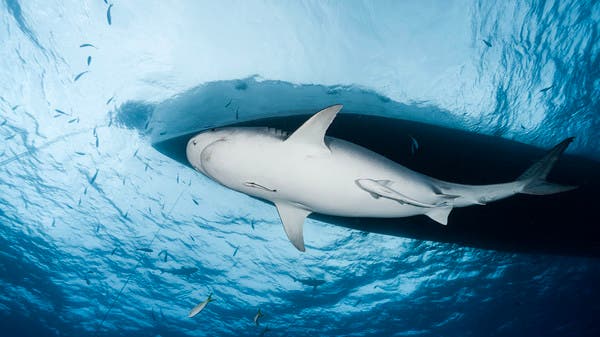 طريقة ولا أسهل لتفادي أخطر أنواع القروش في عرض البحر!