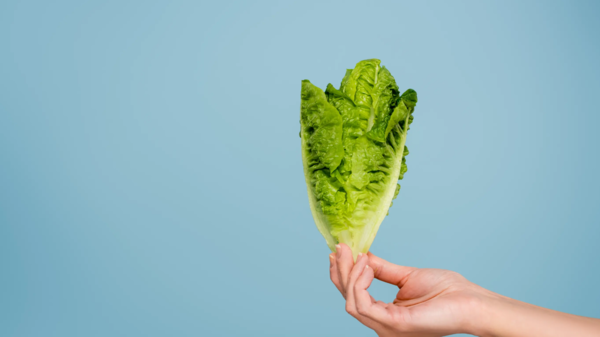 قريباً.. تناول الأنسولين النباتي المشتق من الخس عن طريق الفم