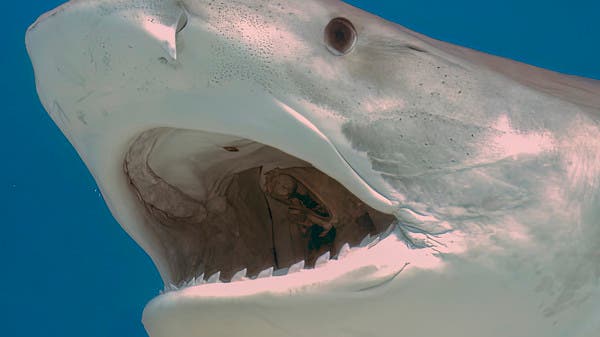 “مجزرة غير مرئية” تفتك بالكائنات البحرية في المحيط الأطلسي