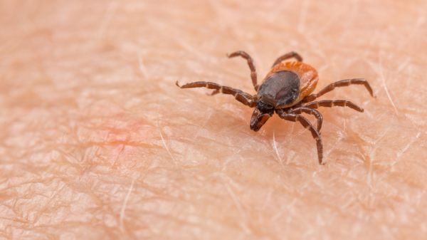 الأولى بالعالم.. وفاة يابانية بـ”فيروس أوز” من لدغة قرادة