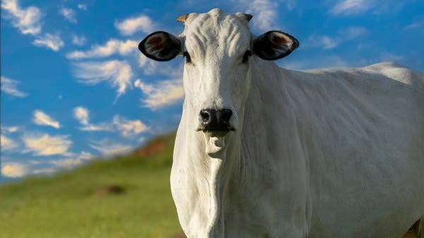 هذه البقرة هي الأغلى في العالم.. سعرها تخطى 4 ملايين دولار!