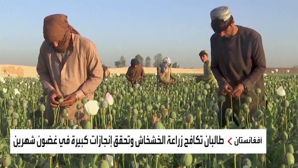 زعيم طالبان يحدث انقلابا في خارطة الأفيون