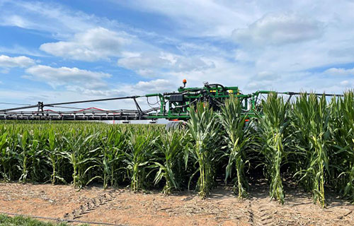 توقعات الإنتاج الأميركي تهوي بأسعار الذرة لأدنى مستوى في 30 شهراً