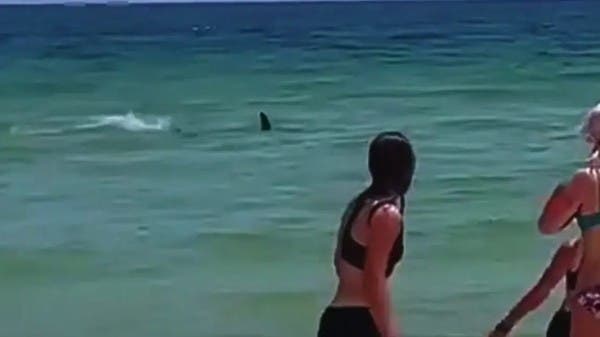 شاهد.. سمكة قرش “متهورة” تلاحق المصطافين على الشاطئ!