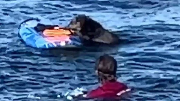 مشاهد صادمة.. كلاب البحر تنضم للحيتان والقروش في مهاجمة البشر