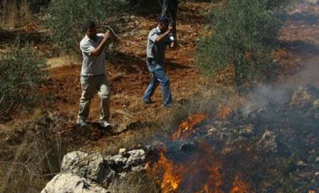 مستوطنون يحرقون عشرات أشجار الزيتون في بورين-الحياة الجديدة