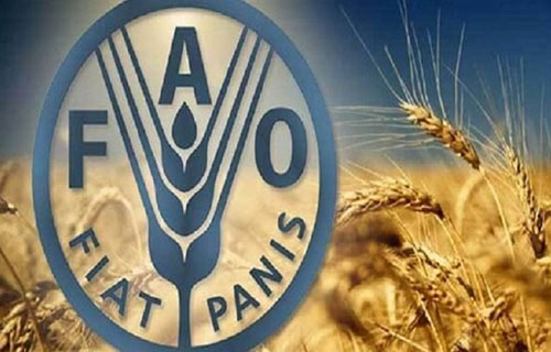 الأسعار العالمية للحبوب والزيوت تواصل تراجعها في حزيران