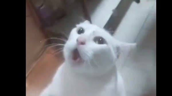 شاهد.. رجل أحضر قطاً ليصطاد فأراً فحصل ما لا يخطر على البال!