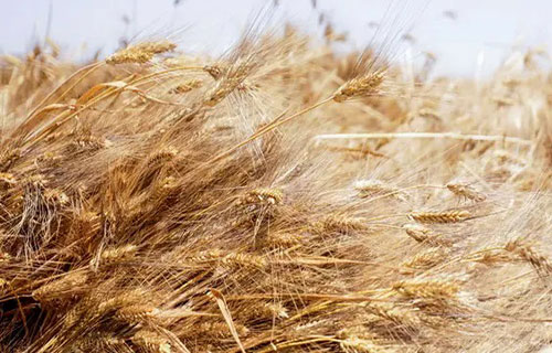 ارتفاع أسعار العقود الآجلة للقمح عقب قصف ميناء أوكراني