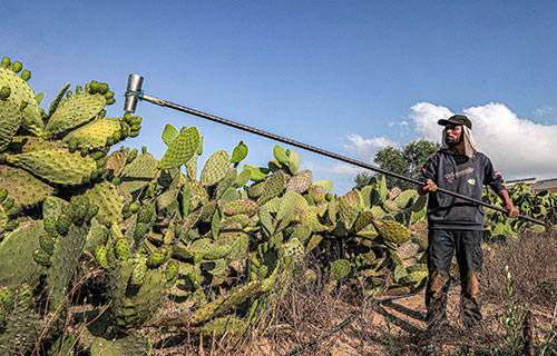 بدء قطف “التين الشوكي” وسط تناقص مساحات المزروعة