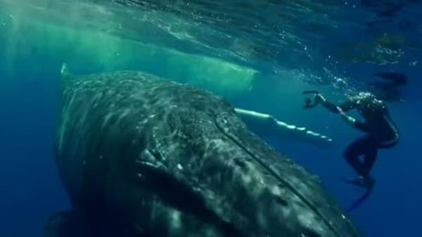 فيديو لحوت أحدب بزنة 50 ألف رطل ينقذ عالمة أحياء من هجوم قرش