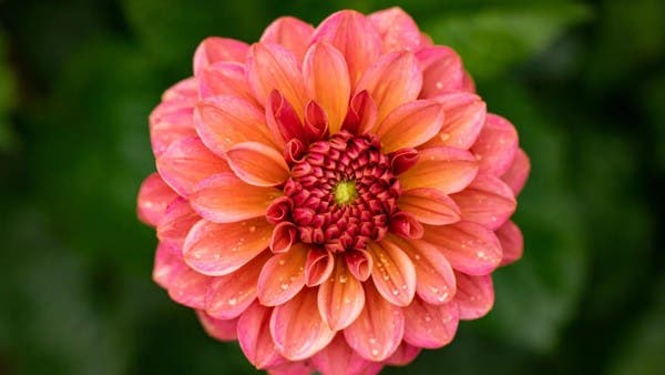 مستخلص نباتي يقدم علاجا فعالا لمرضى السكري