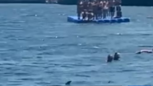 صراخ ورعب.. شاهد أسماك قرش زرقاء تفاجئ المصطافين بشاطئ إسباني