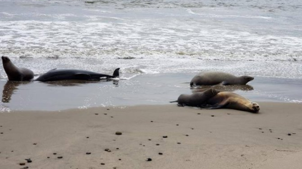 جثث على الشاطئ.. غذاء يقتل مئات من أسود البحر بفاجعة هي الأسوأ!
