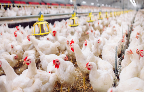 مربو الدواجن يشكون تدنياً “كارثياً” في الأسعار بسبب الركود