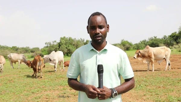 كيف أثرت الحرب على الثروة الحيوانية في السودان؟.. التجار يقبلون على السلاح