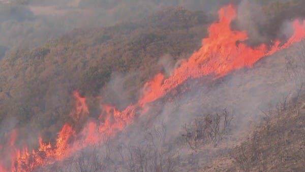 نيران الحرائق دمرت أكثر من 50 ألف هكتار من الغابات في اليونان