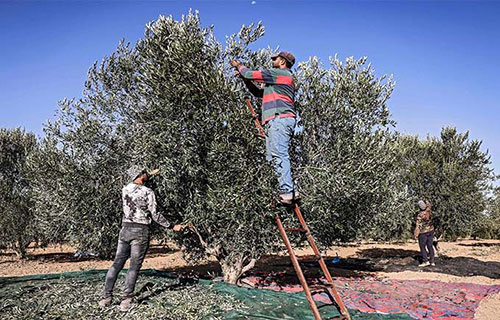 توقعات بموسم زيتون ضعيف في قطاع غزة