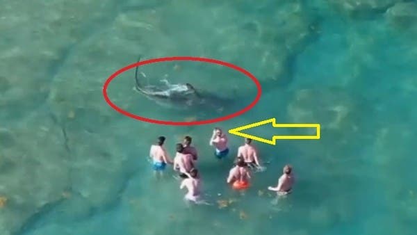 شاهد سمكة قرش تسبح بجانب أشخاص.. تجمدوا من الرعب وأحدهم يصور