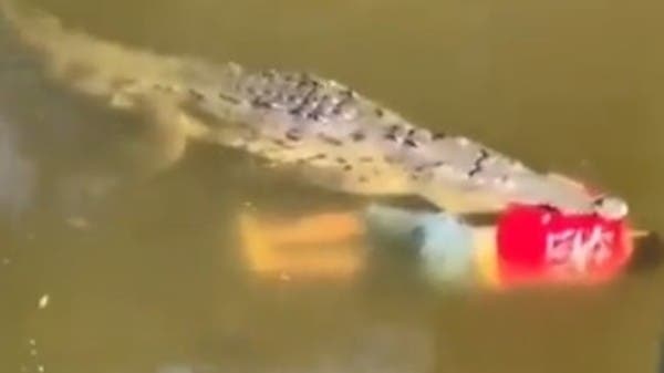 فيديو تقشعر له الأبدان.. تمساح يقتل لاعباً ويجر جثته